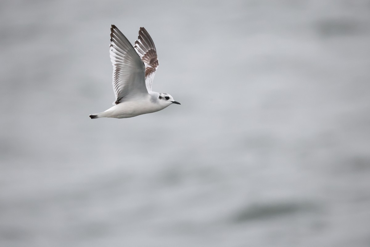 Little Gull - ML644428066