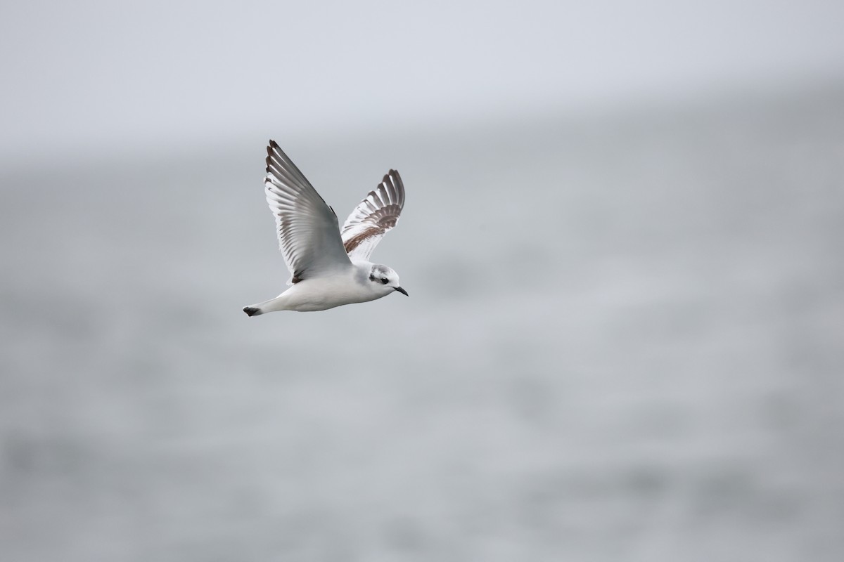 Little Gull - ML644428067
