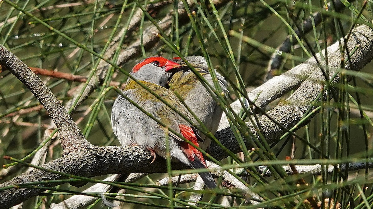 Краснобровая амадина - ML644428071