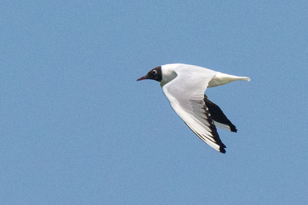Black-headed Gull - ML644428081