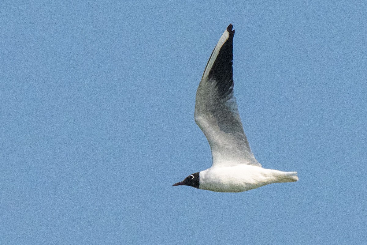 Black-headed Gull - ML644428082