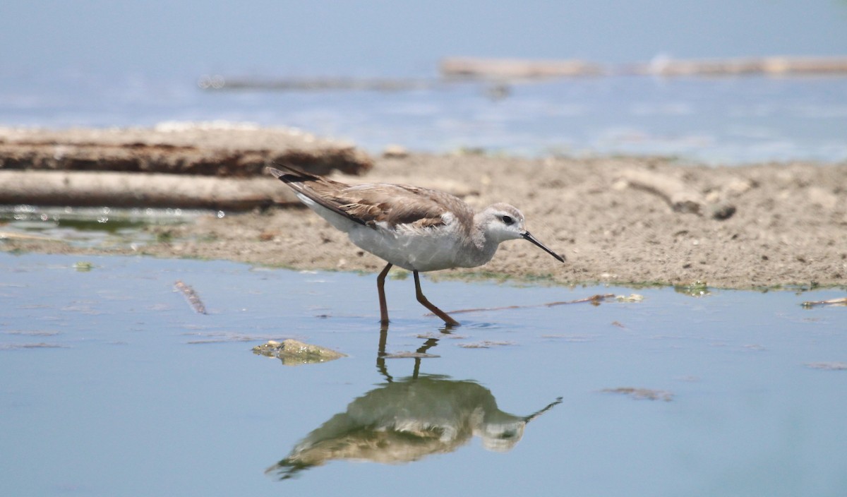 Wilsonwassertreter - ML644428092