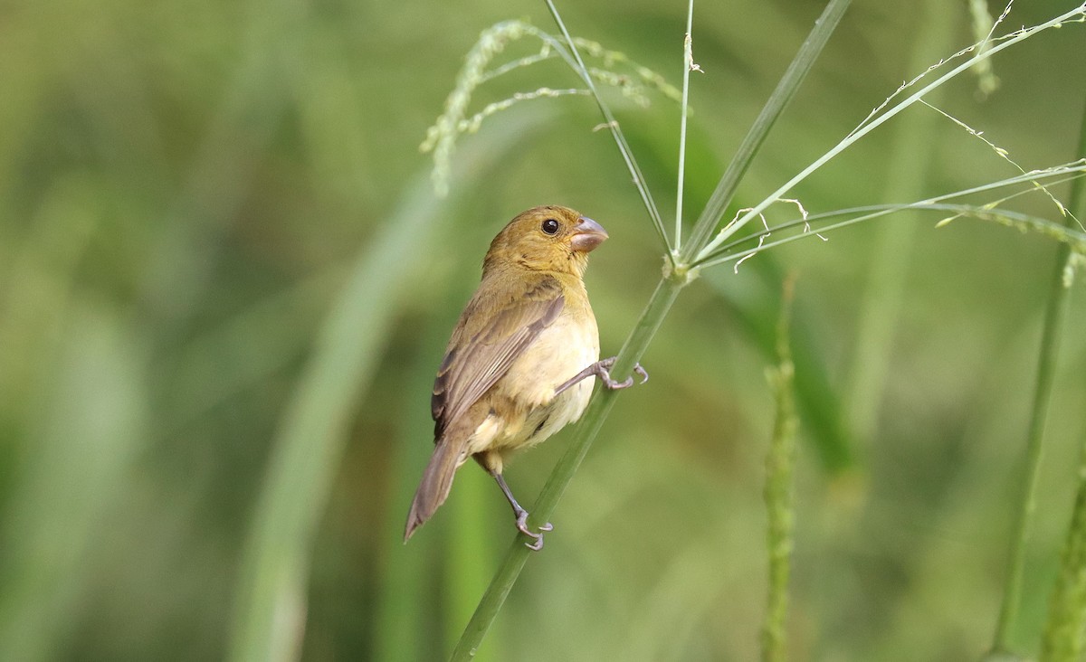 Variable Seedeater - ML644428102