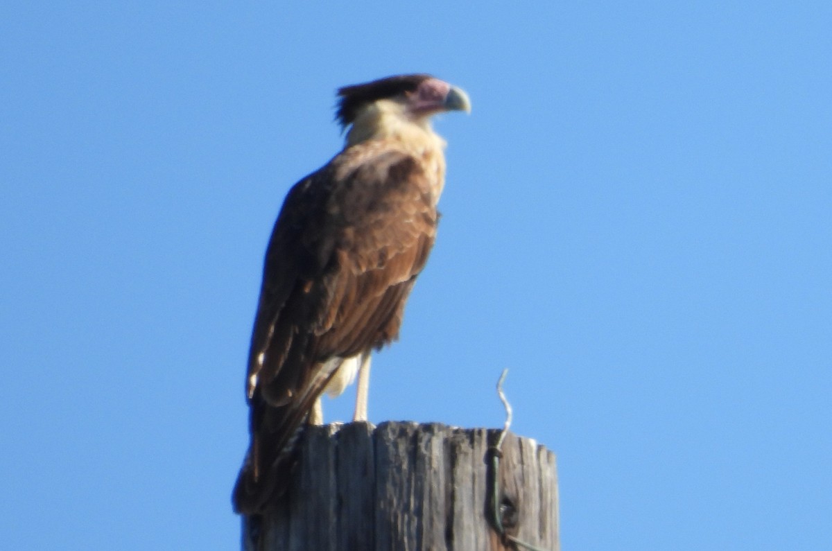 Crested Caracara - ML644428110