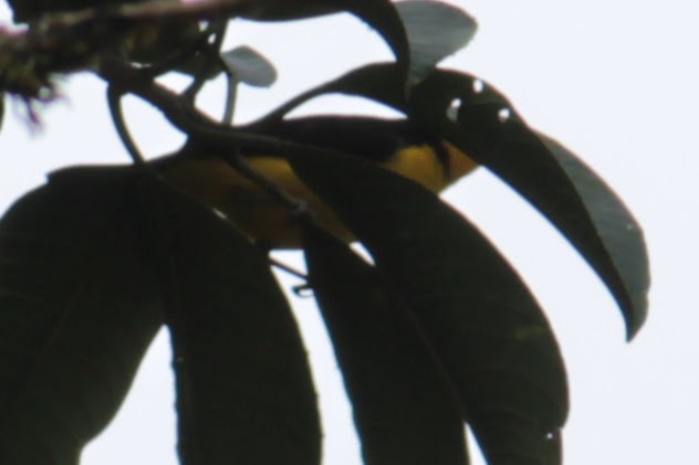 Tangara Negriamarilla - ML644428112