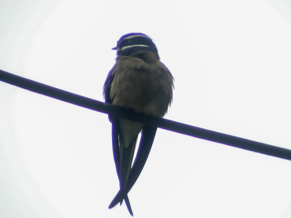 Whiskered Treeswift - ML644428113