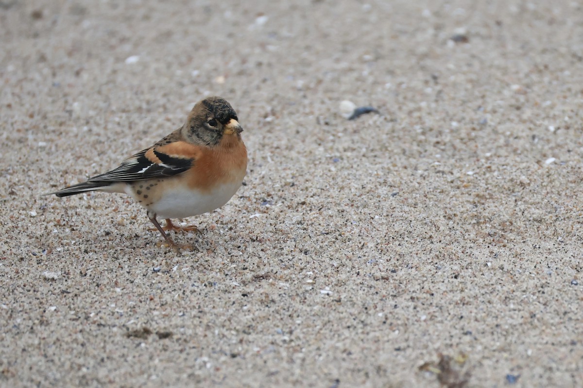 Brambling - ML644428121