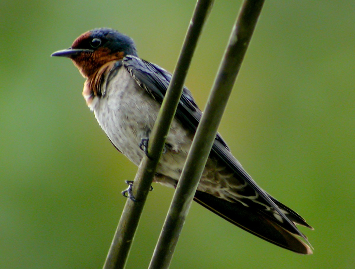 Pacific Swallow - ML644428123