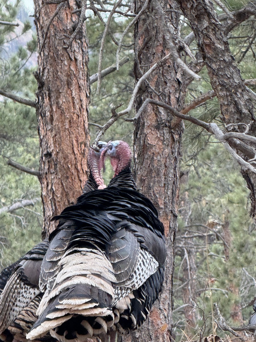 シチメンチョウ - ML644428124