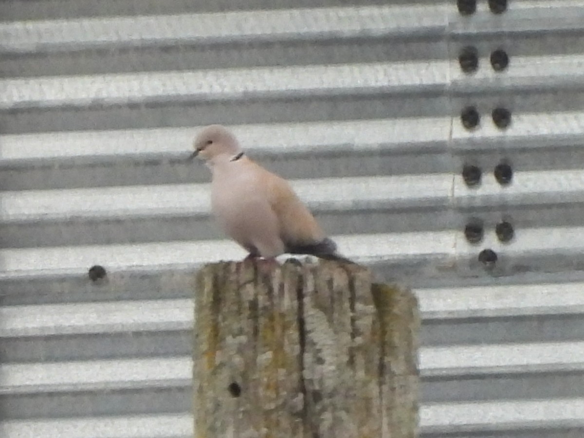 灰斑鳩 - ML644428125