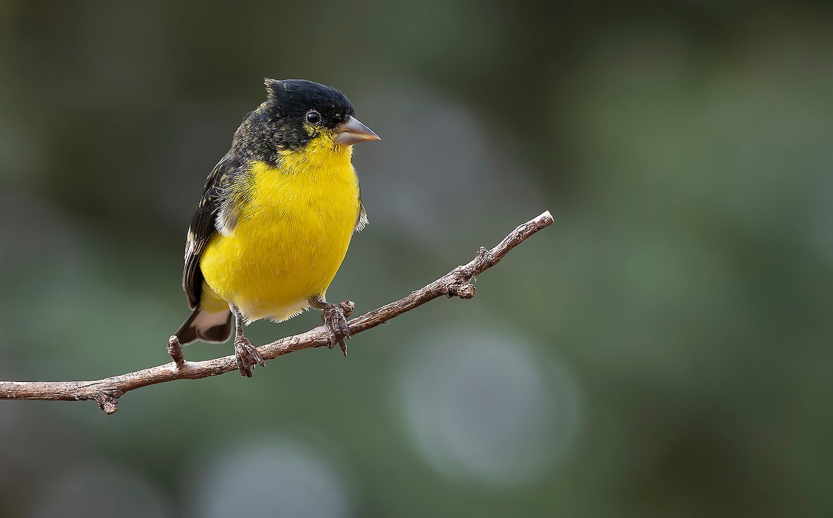 Lesser Goldfinch - ML644428126
