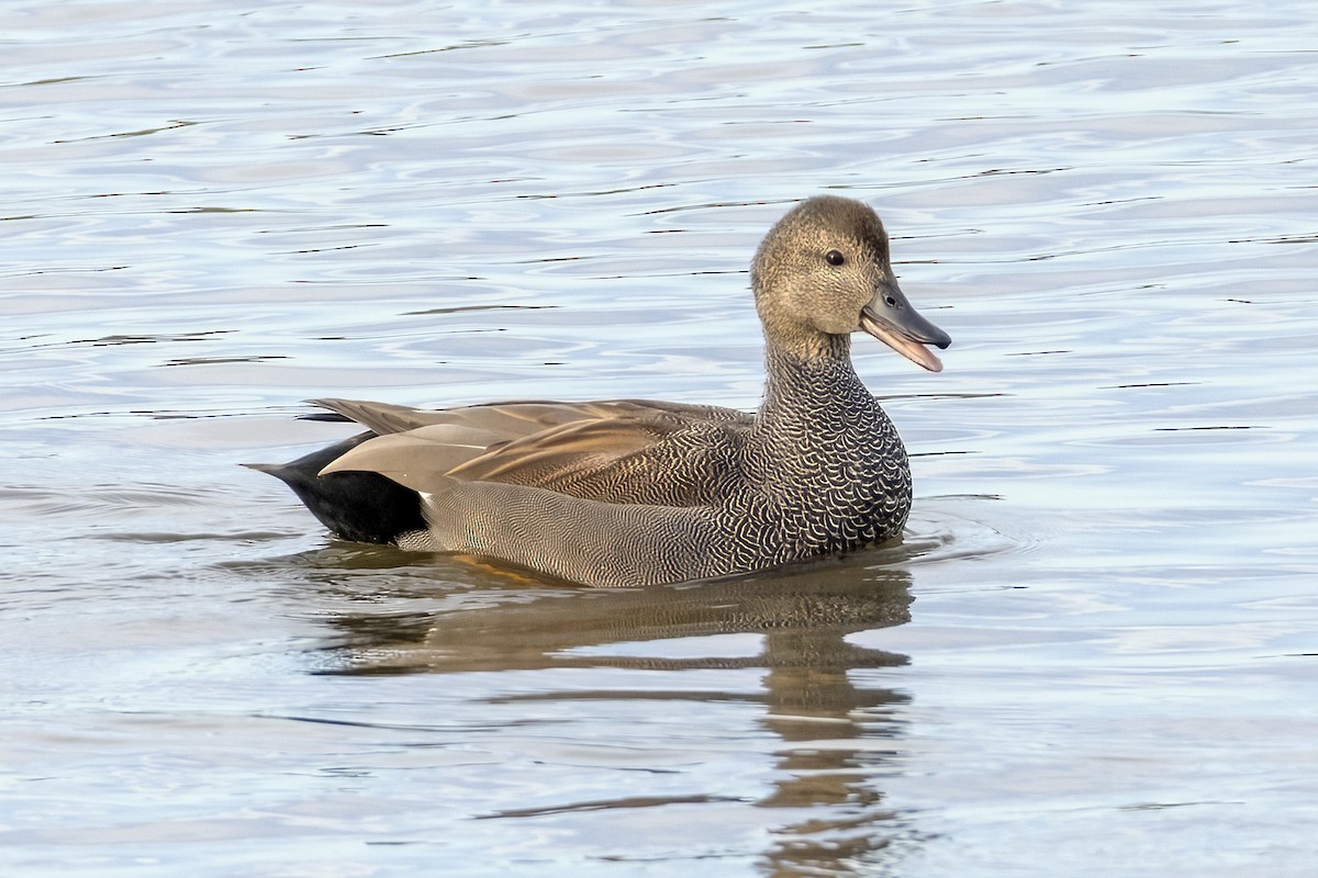 Нерозень - ML644428143