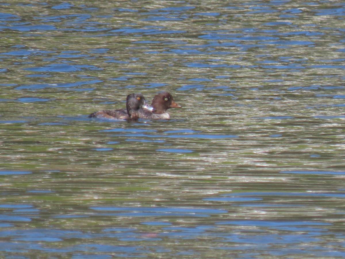 Lesser Scaup - ML644428145