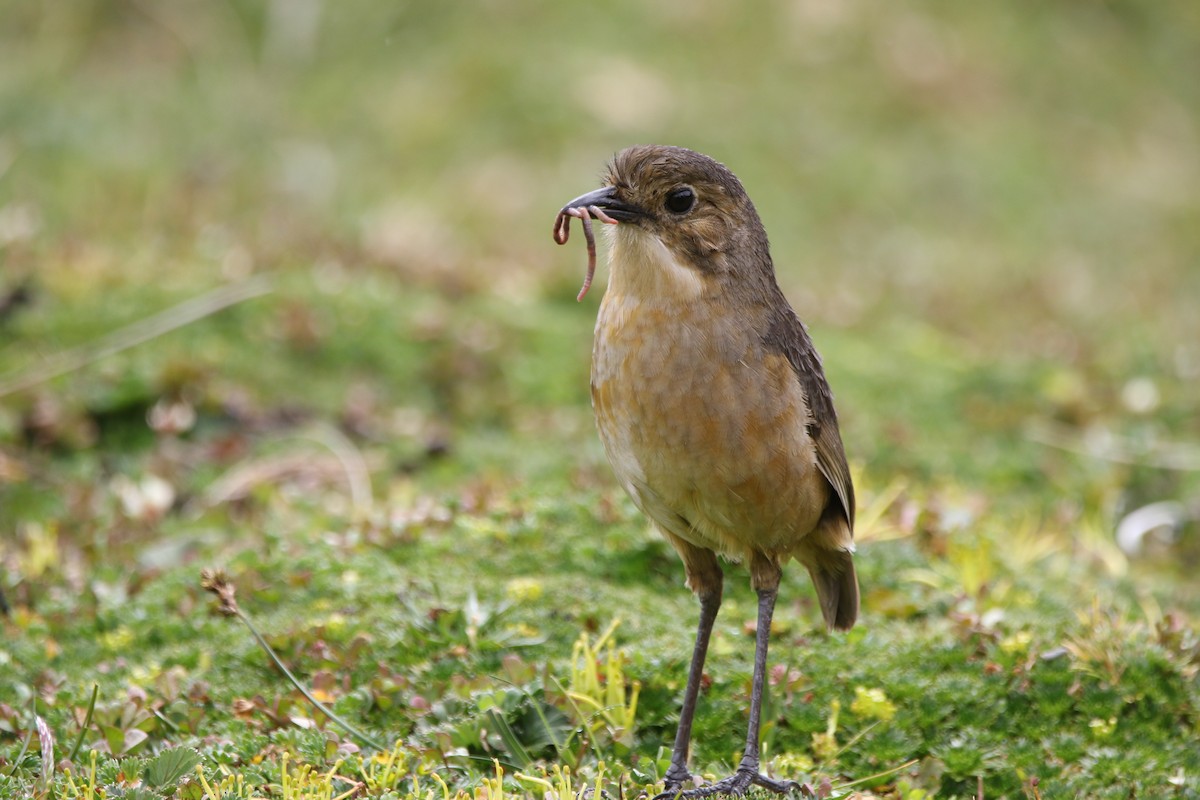 Tawny Antpitta - ML644428165