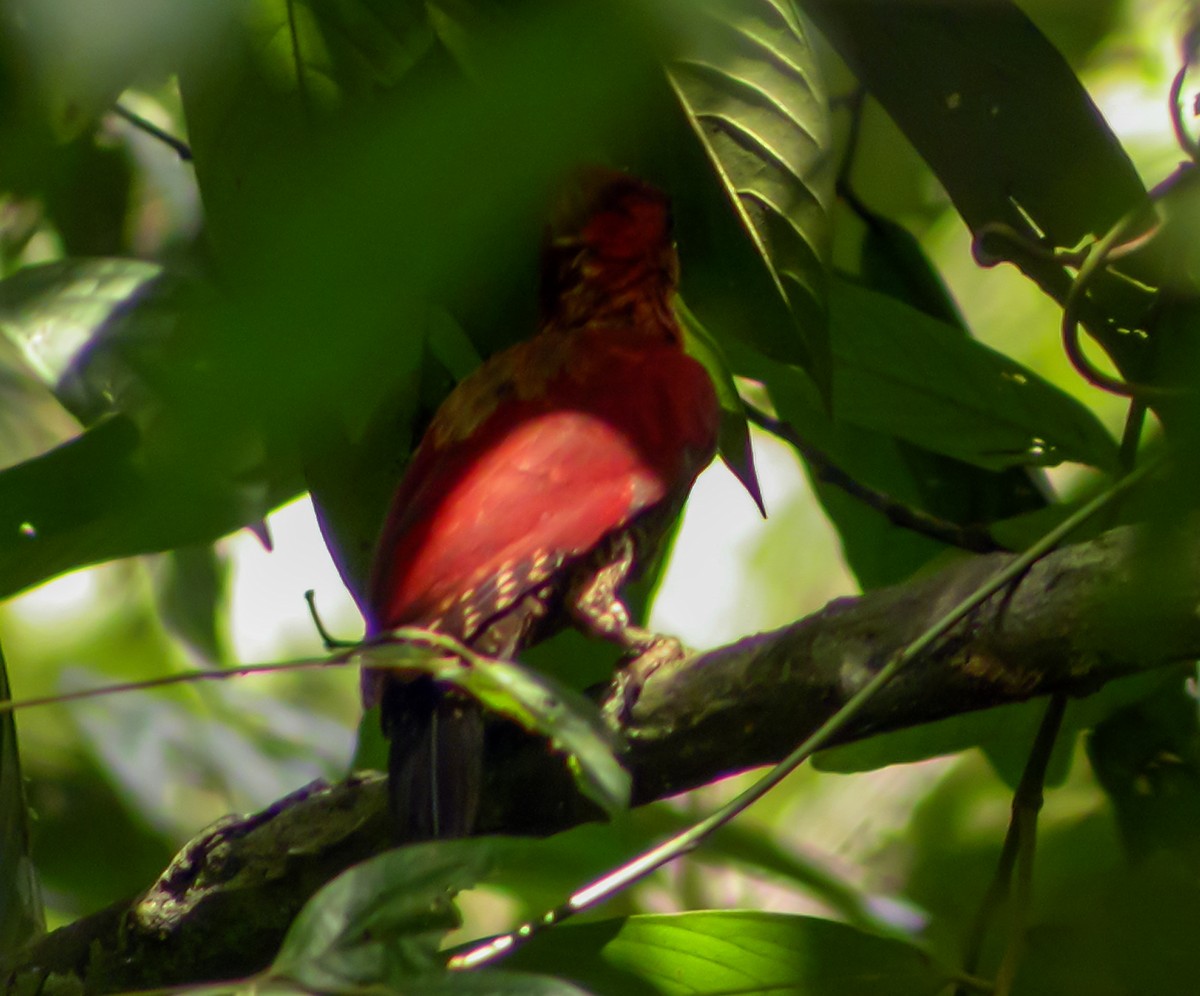Banded Woodpecker - ML644428171