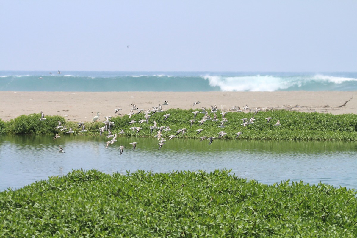 Sanderling - ML644428172