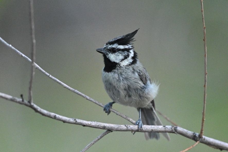 Mésange arlequin - ML644428183