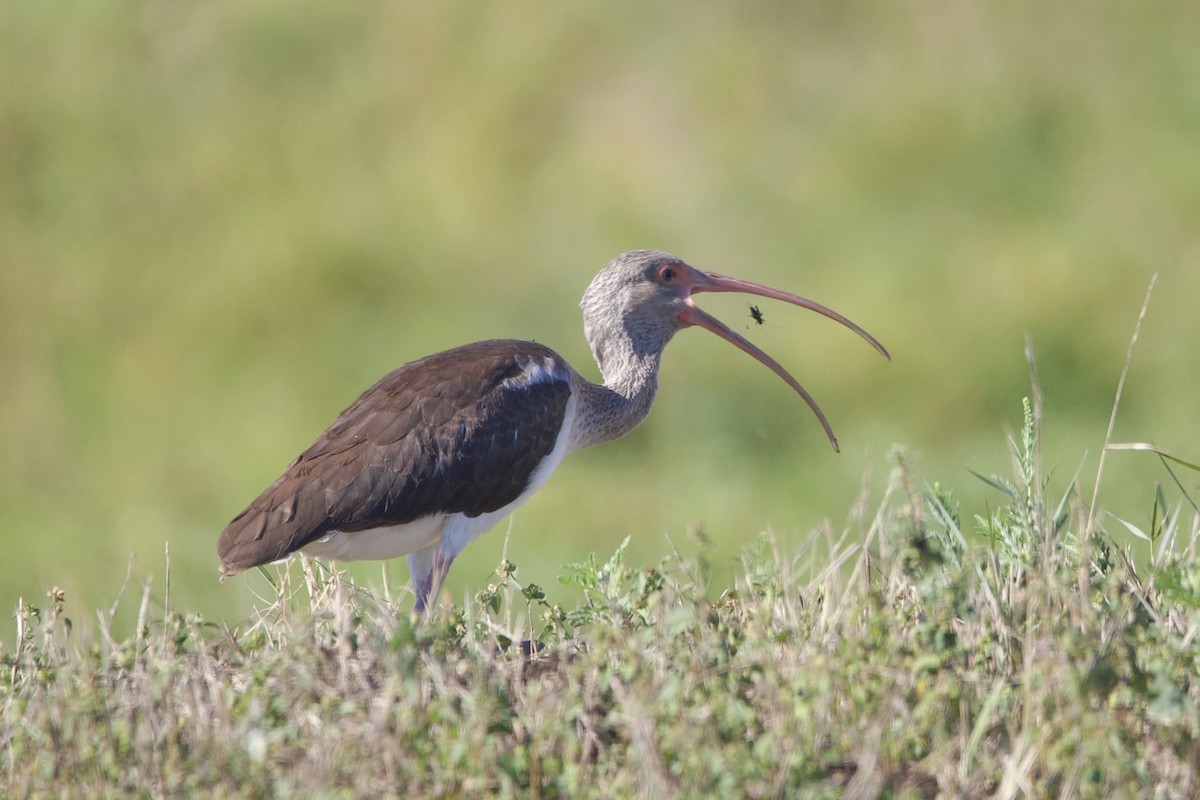 White Ibis - ML644428190
