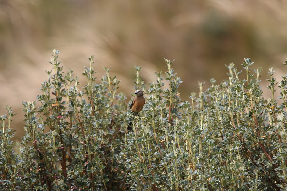 Brown-backed Chat-Tyrant - ML644428196