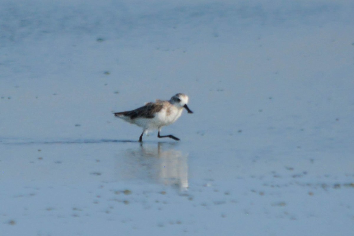 Spoon-billed Sandpiper - ML644428205