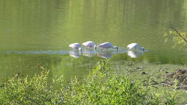 kolpík růžový - ML644428207