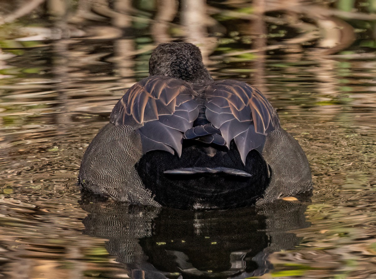 Нерозень - ML644428214