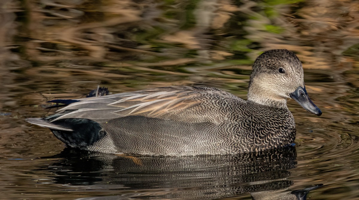 Нерозень - ML644428215