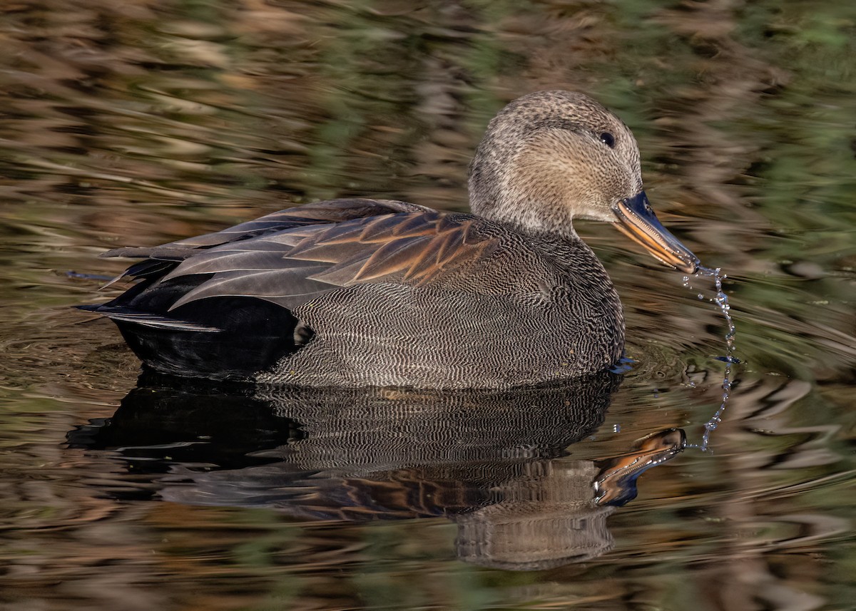 Нерозень - ML644428216