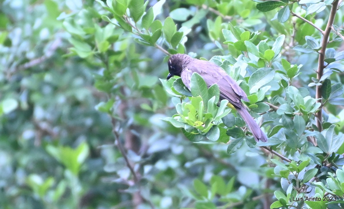 Common Bulbul (Dark-capped) - ML644428217