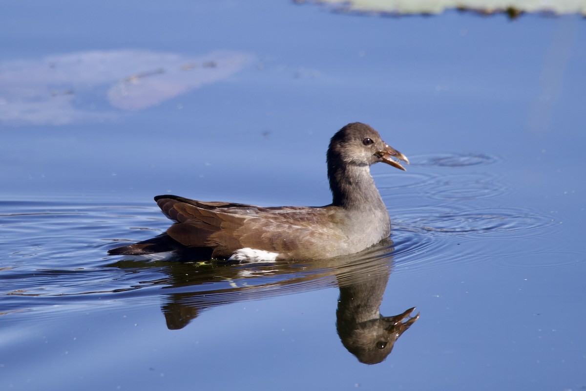 Common Gallinule - ML644428218