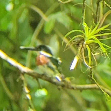 Green Kingfisher - ML644428219