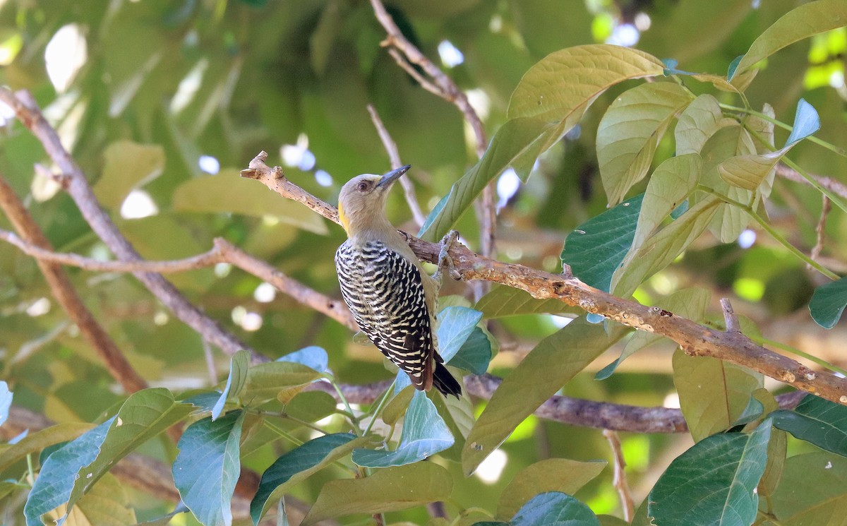 Гіла нікарагуанська - ML644428221