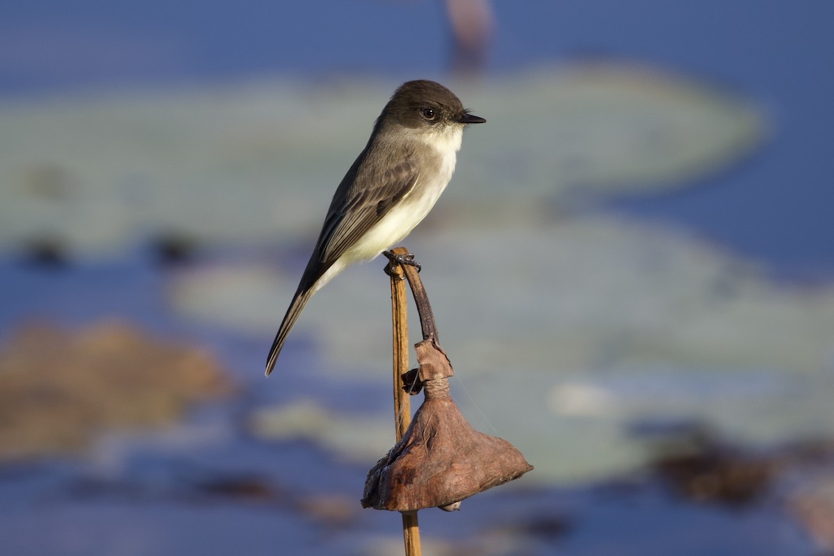 Eastern Phoebe - ML644428228