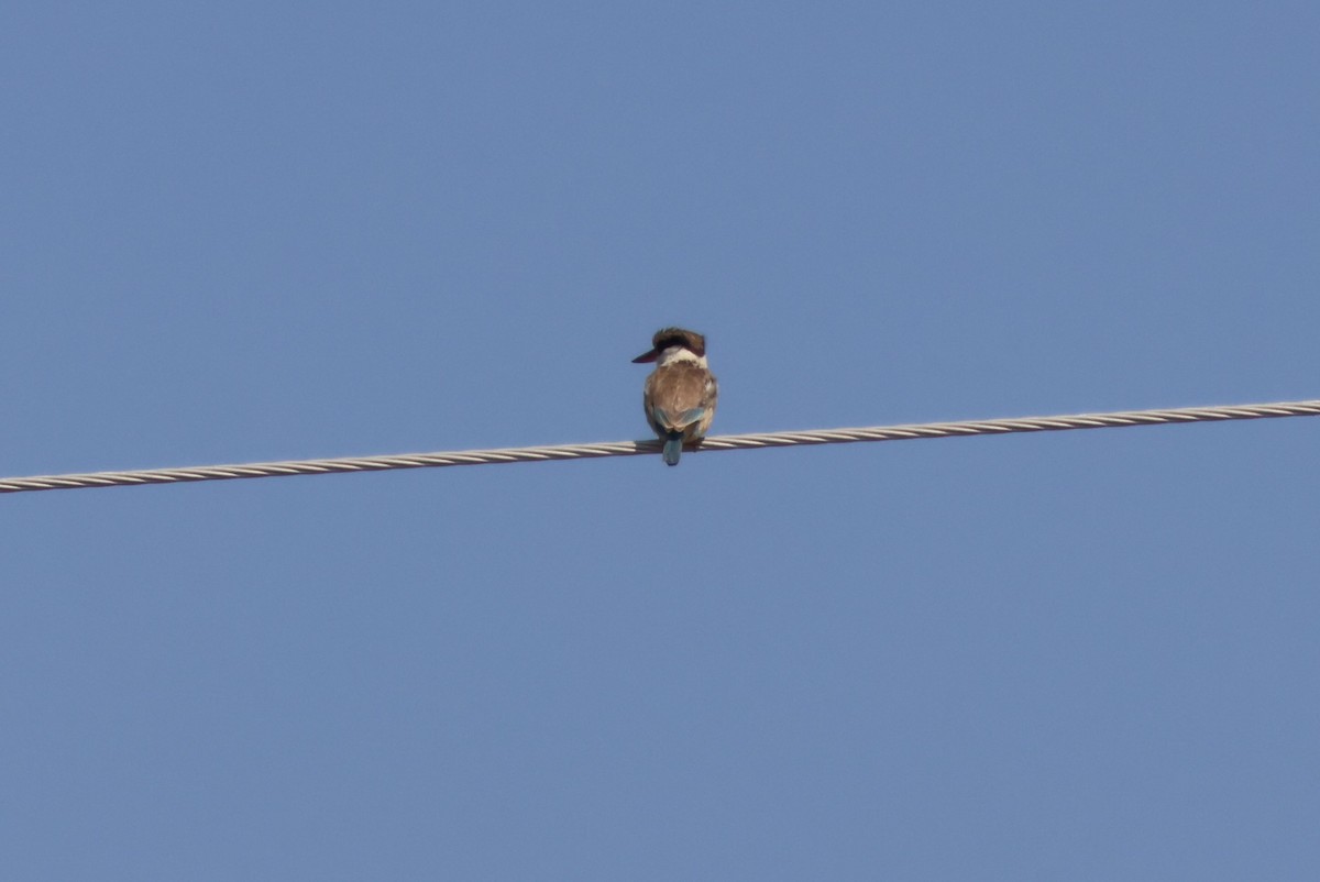 Striped Kingfisher - ML644428231