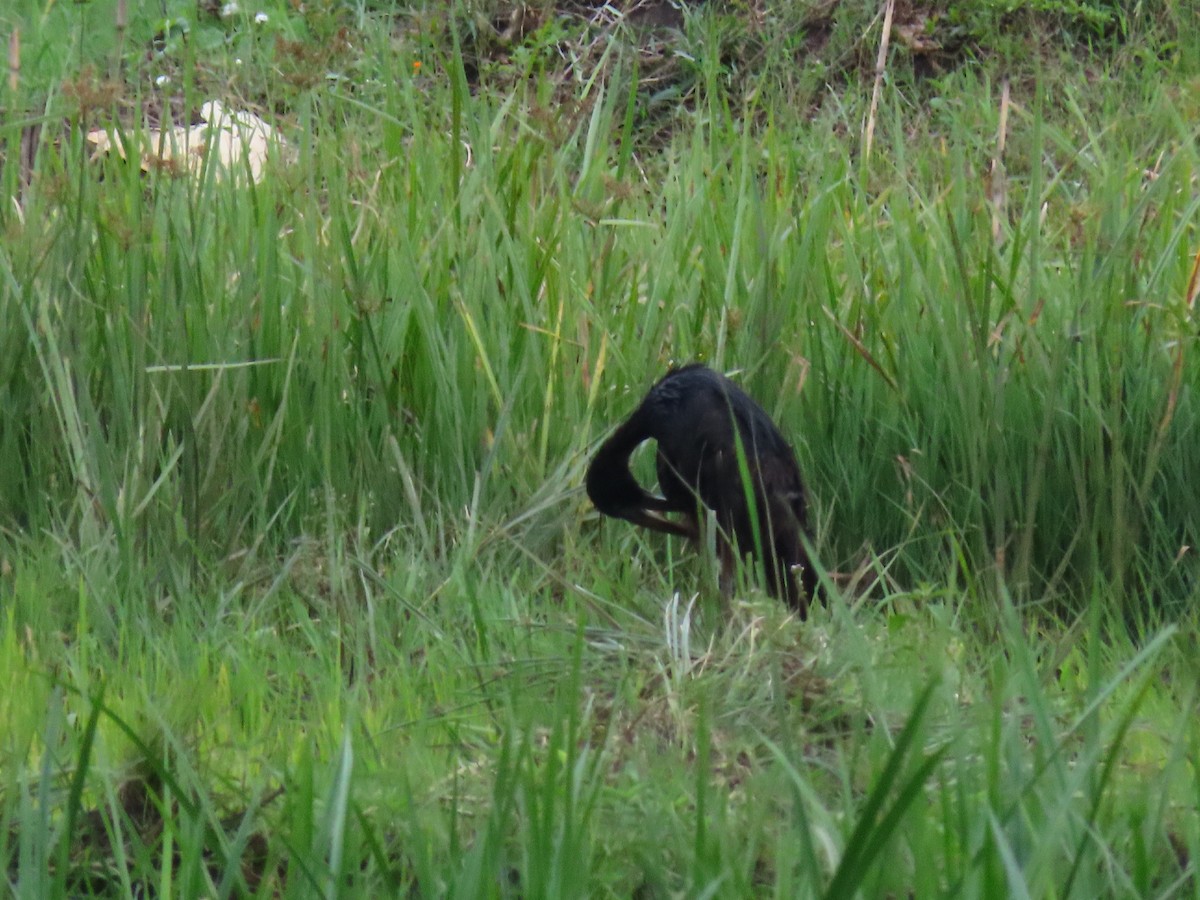 Matxardamoko beltza - ML644428247