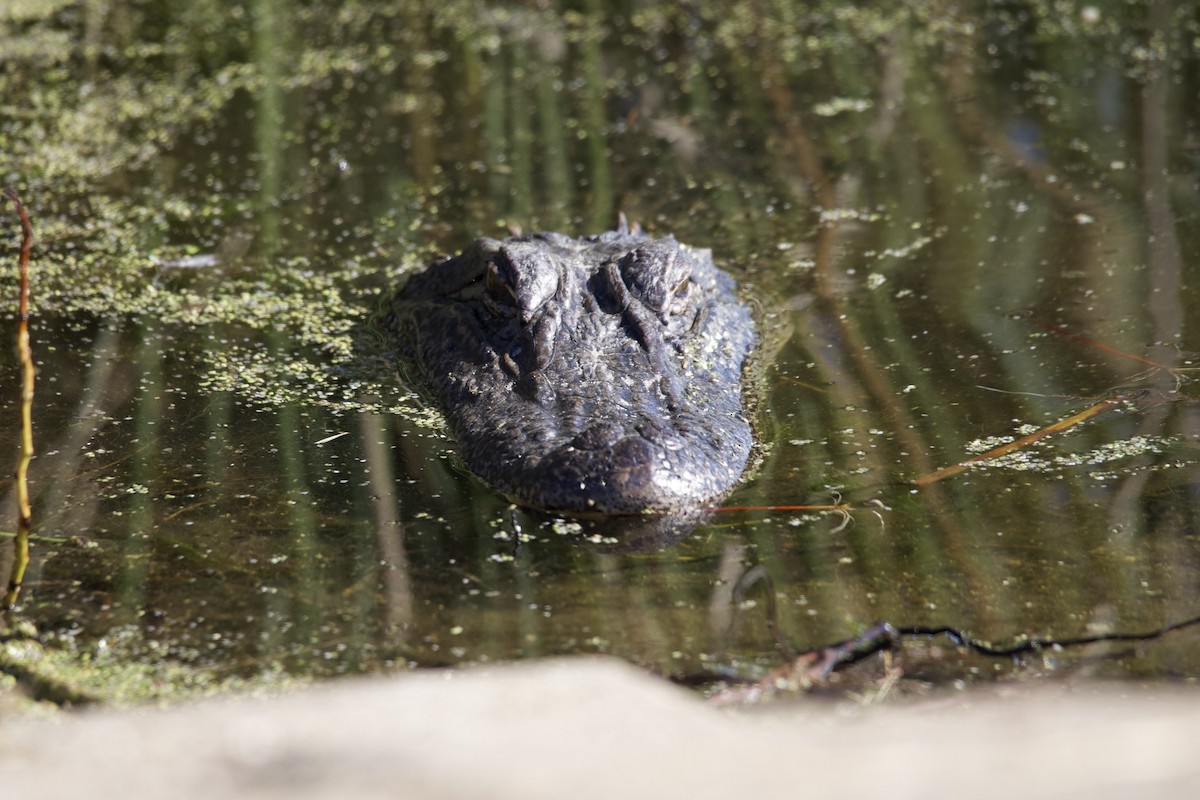 American Alligator - ML644428249