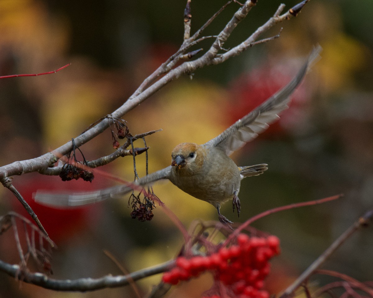 Pine Grosbeak - ML644428252