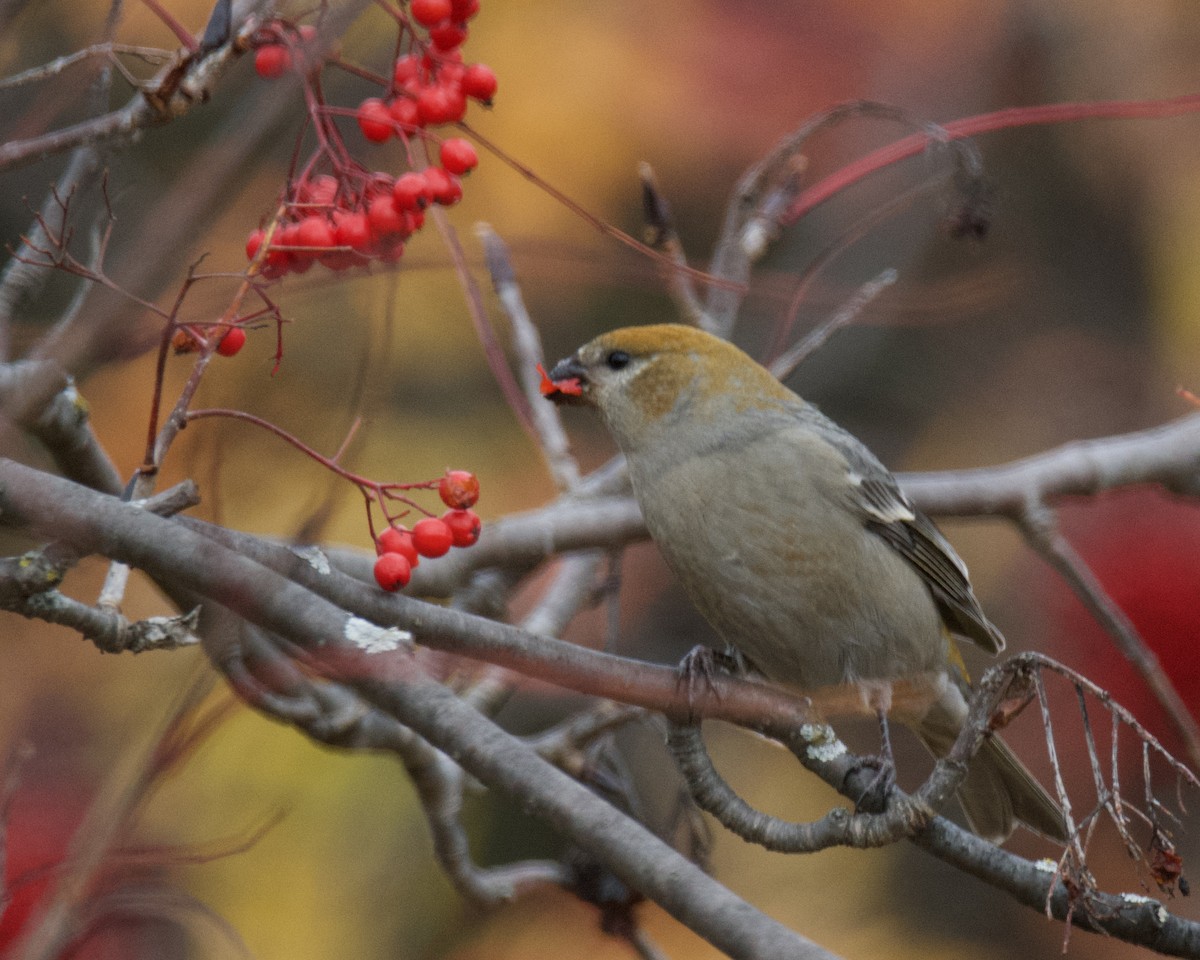 Pine Grosbeak - ML644428253
