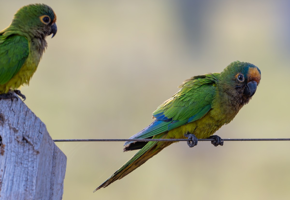 Peach-fronted Parakeet - ML644428256
