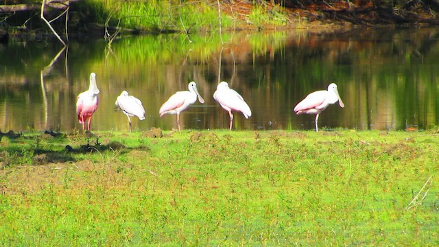 kolpík růžový - ML644428260