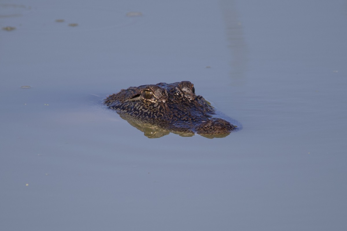 American Alligator - ML644428265