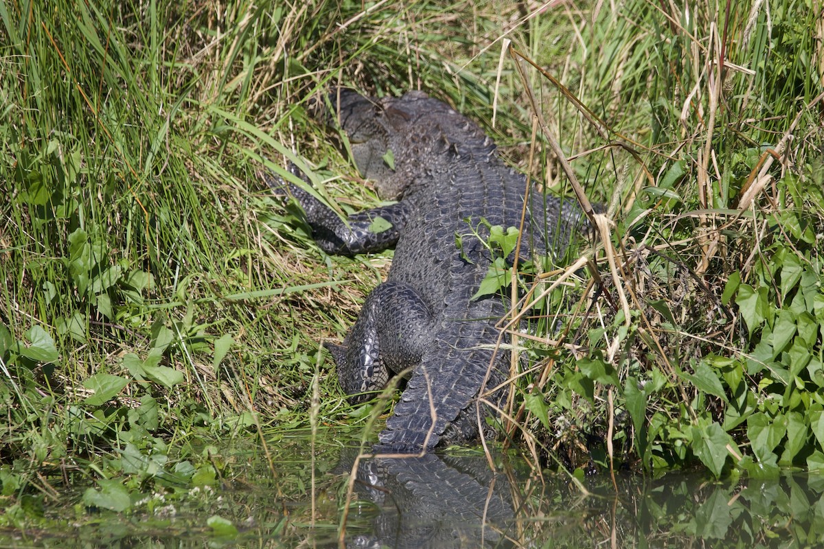 American Alligator - ML644428267
