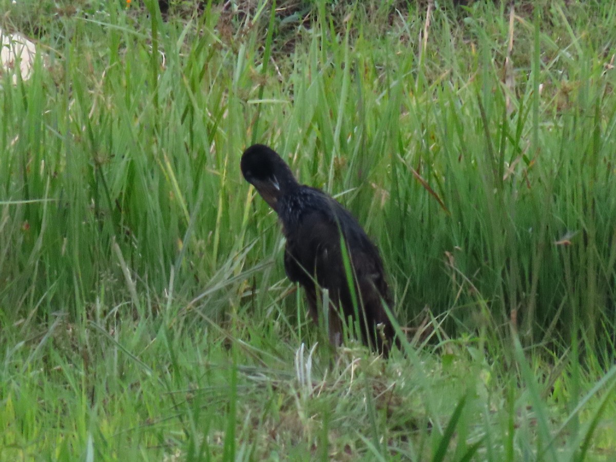 Matxardamoko beltza - ML644428272