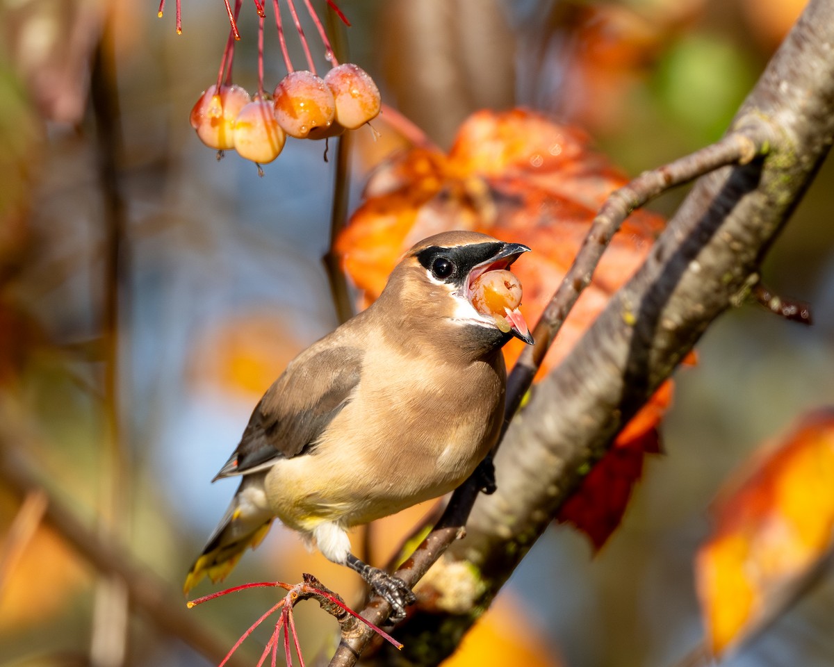 Cedar Waxwing - ML644428277