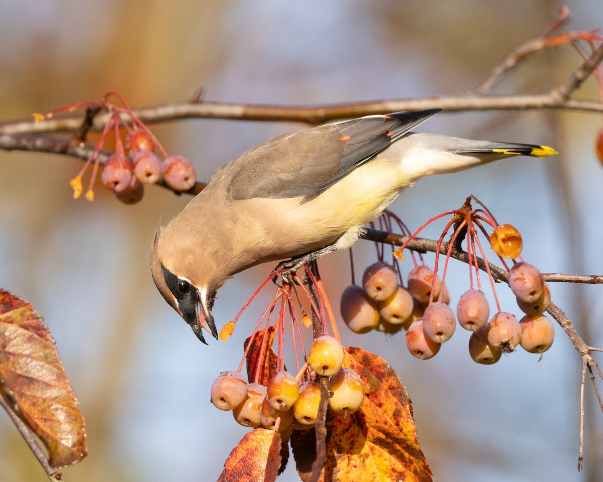 Cedar Waxwing - ML644428278