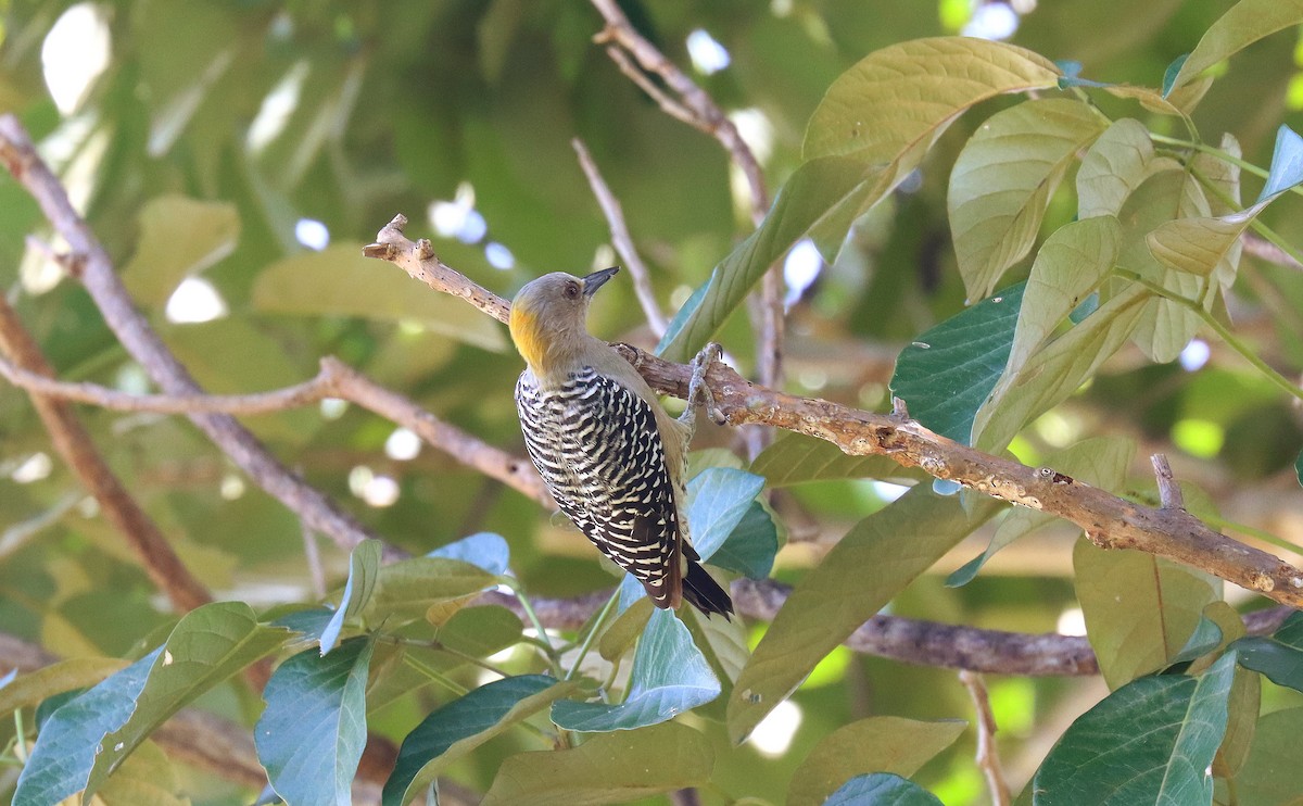 Гіла нікарагуанська - ML644428283