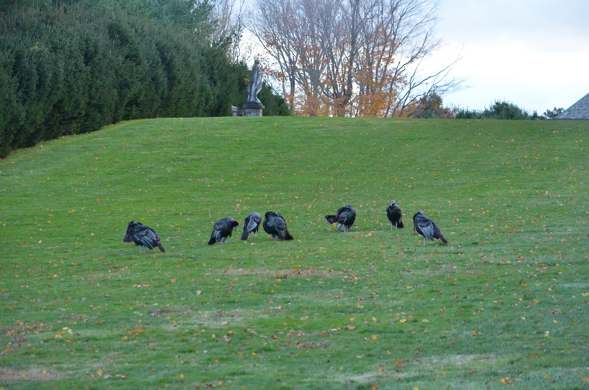 シチメンチョウ - ML644428288