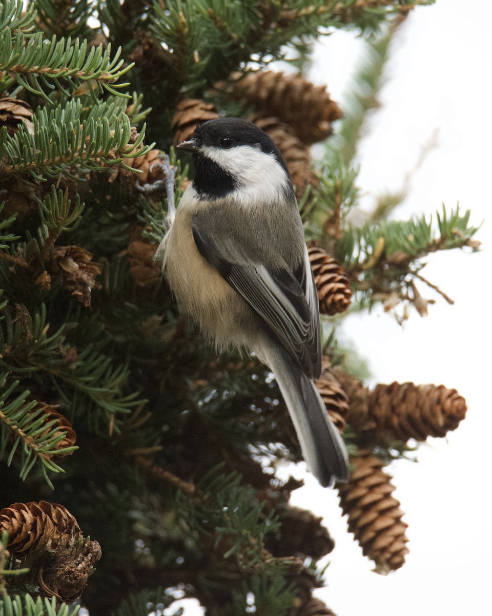 Black-capped Chickadee - ML644428298