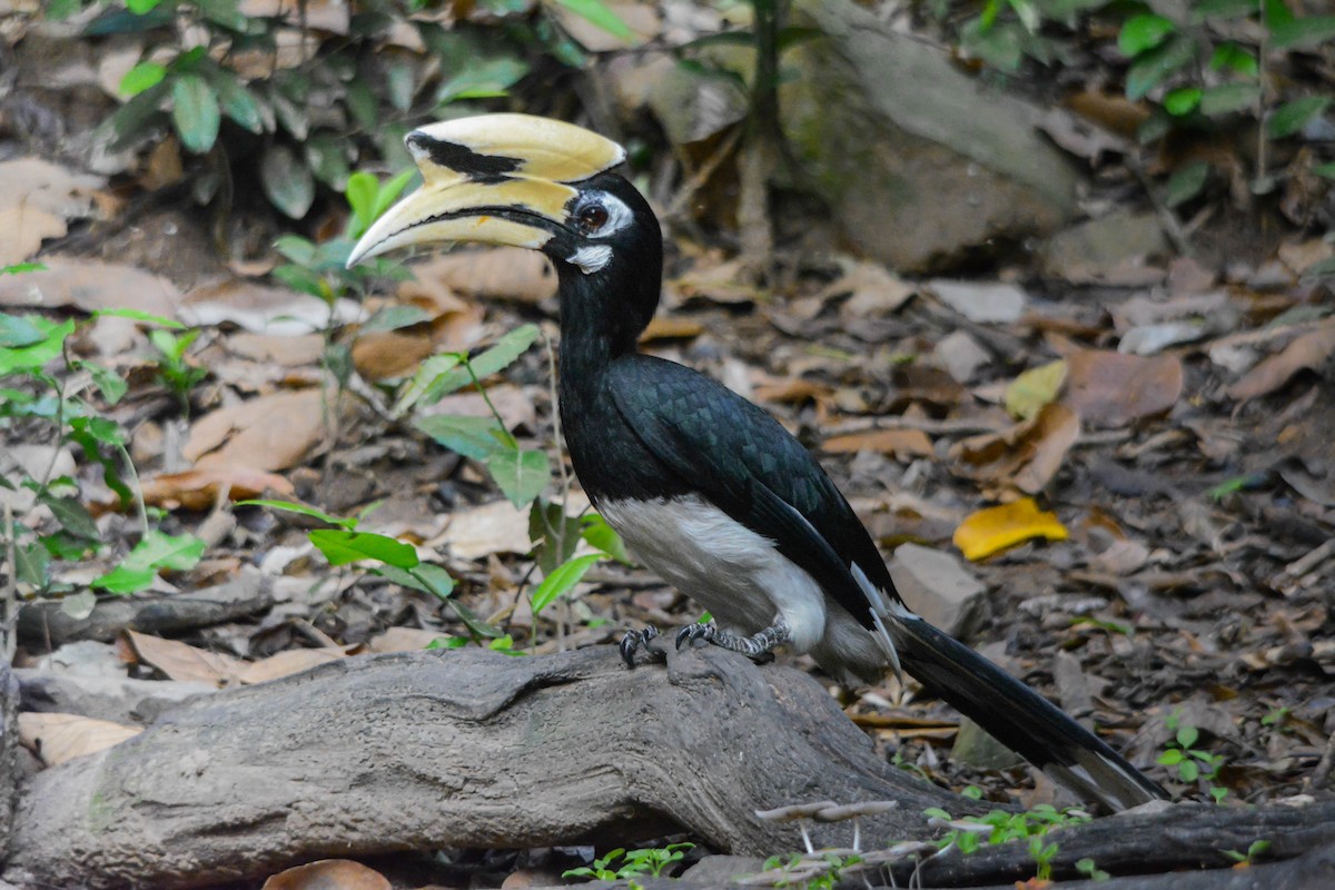 Oriental Pied-Hornbill - ML644428302