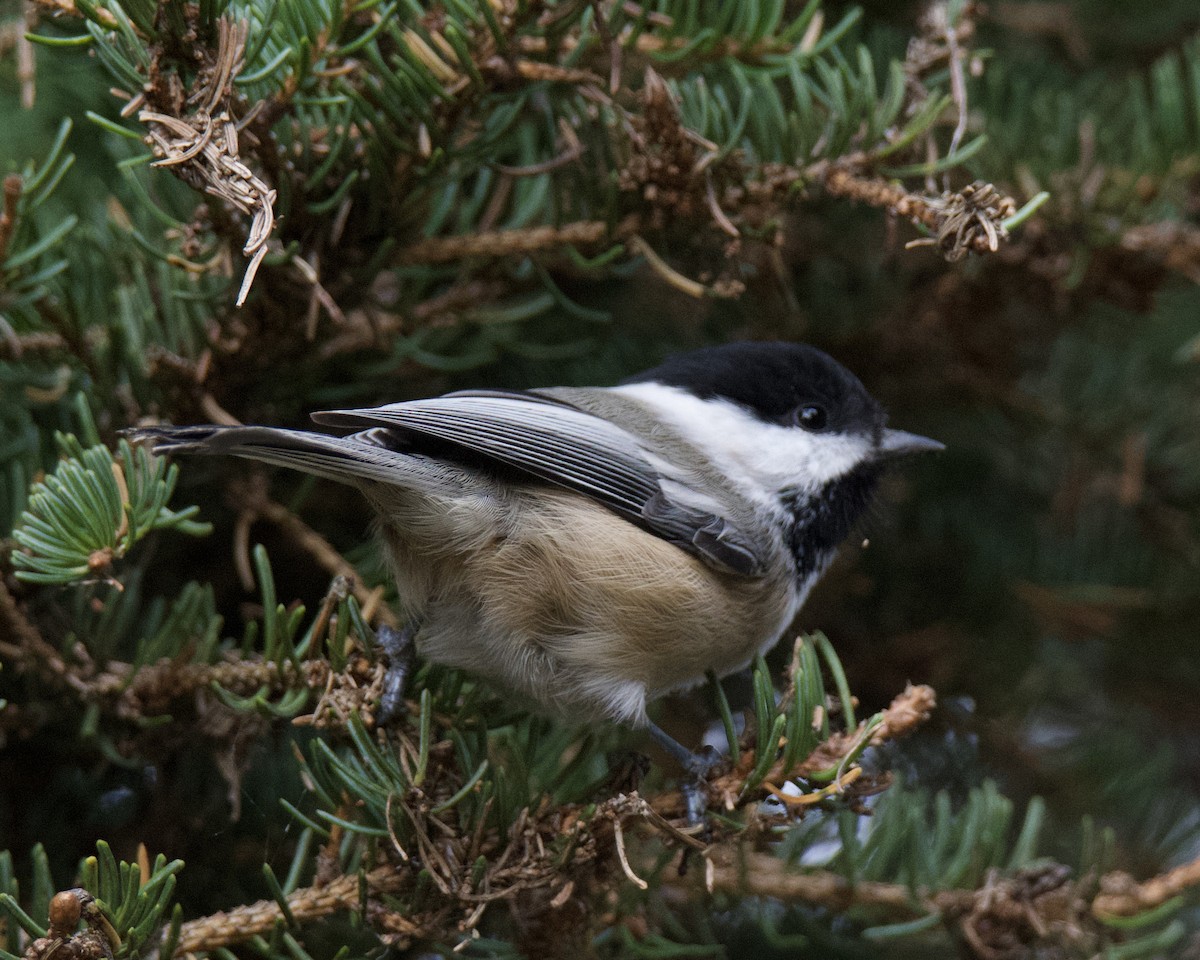 Black-capped Chickadee - ML644428303